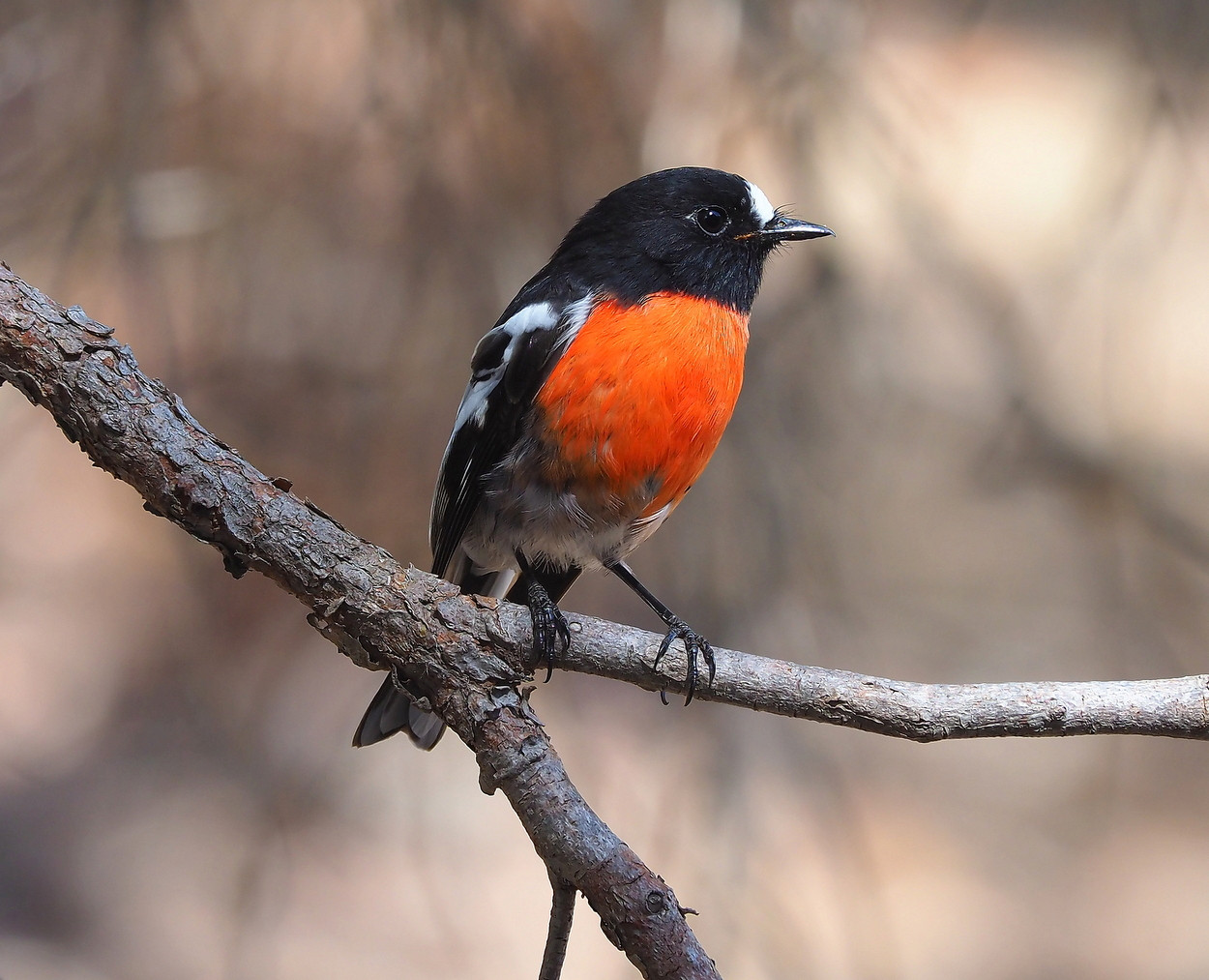 image Scarlet Robin